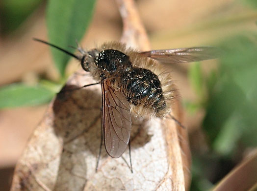 Bombyliidae in esame 2